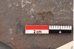 Foto (Detailansicht) von Senftenbergia crenata Lindl. et H. (NHMW-GEO-2024-0188-10942)